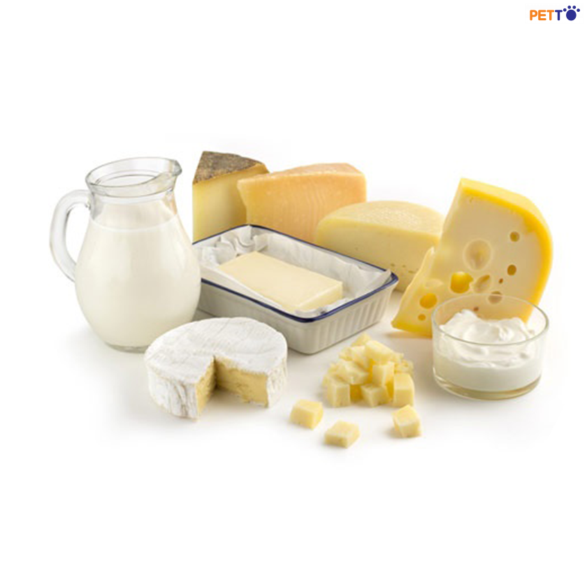 Thức ăn nguy hiểm cho chó mèo cần tránh ngay kẻo hối hận không kịp