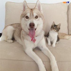 Chu kỳ kinh nguyệt của chó cái (sa lơ) là bao nhiêu ngày - Giai đoạn Saloon ở chó cái