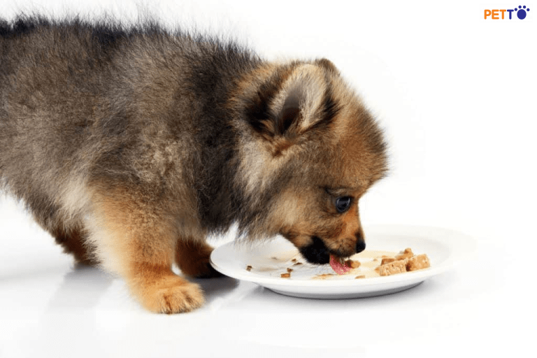 Nên cho chó Phốc ăn bao nhiên và tần suất ăn bao nhiêu 1 ngày