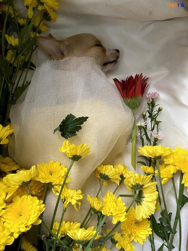 Chôn cất chó mèo cần lưu ý gì ? Thực hiện mai táng chó mèo như thế nào