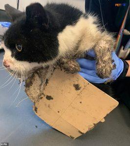 Mèo bị dính keo dính chuột cách xử lý dễ dàng nhanh nhất tại nhà