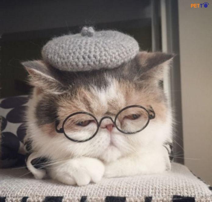 Không cần thiết phải cho mèo ăn những món ngon ngoài bữa ăn thông thường của chúng