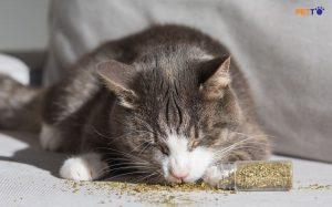 Đây là một ví dụ điển hình khi mèo “high” cùng catnip