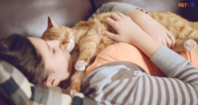 5 lý do mèo thích ngủ cạnh chủ khiến bạn bất ngờ