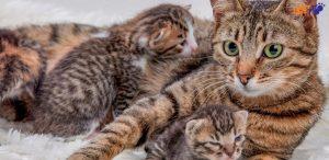 Phẫu thuật mổ đẻ cho chó mèo cần lưu ý điều gì