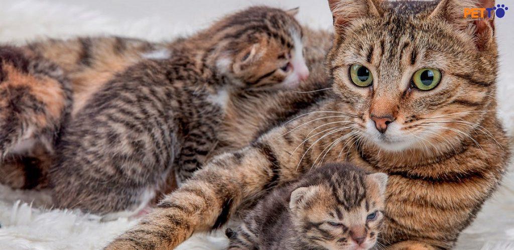 Phẫu thuật mổ đẻ cho chó mèo cần lưu ý điều gì