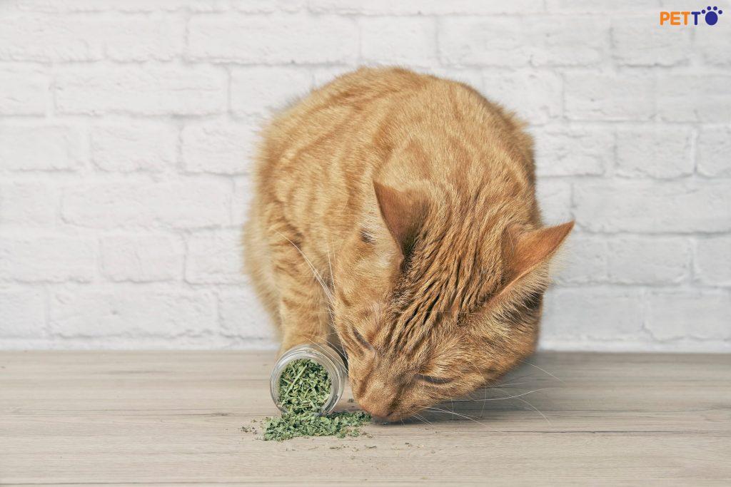 Vì sao mèo không phản ứng catnip? Tất cả mèo đều có thích catnip đúng không ?