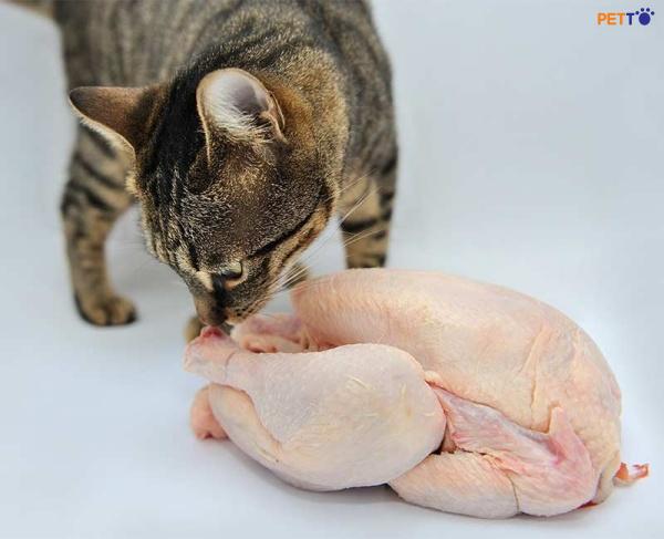 Mèo ăn gà sống thì sao?