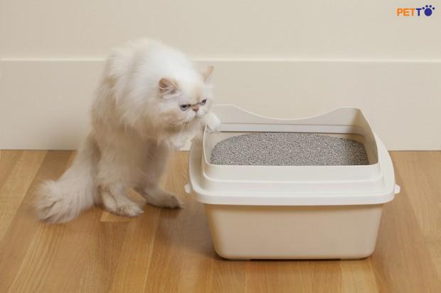 Cách ngăn chặn mèo đi vệ sinh bừa bãi.