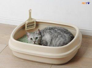 Loại bỏ triệt để mùi nước tiểu của mèo trên sàn để chúng không tiểu tiện ở đó thêm lần nữa