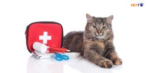 Những phụ kiện chó mèo đi du lịch không thể thiếu