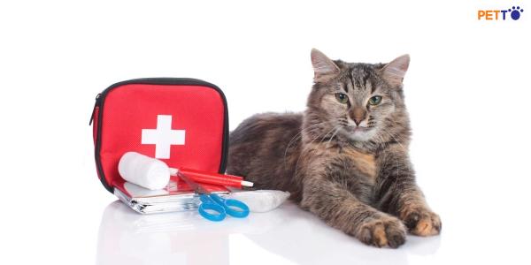 Những phụ kiện chó mèo đi du lịch không thể thiếu