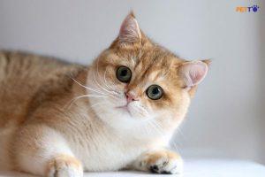 Mèo có thể nhìn thấy màu gì? Có thể bạn chưa biết