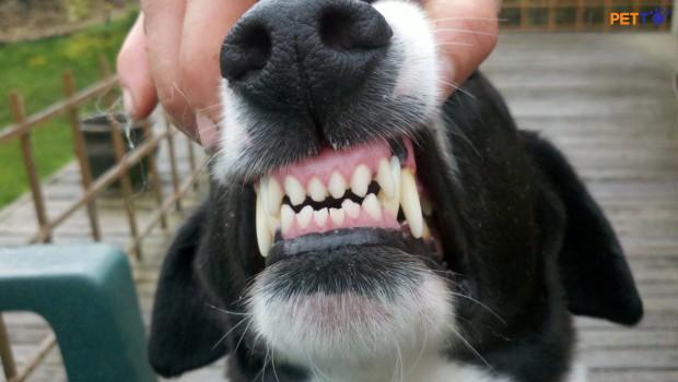 Niềng răng cho chó có cần thiết không