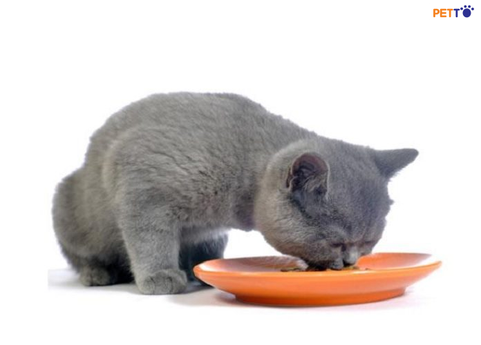 khi chăm sóc mèo con, chú ý đến chế độ dinh dưỡng và cân bằng, giúp đỡ mèo con học cách ăn