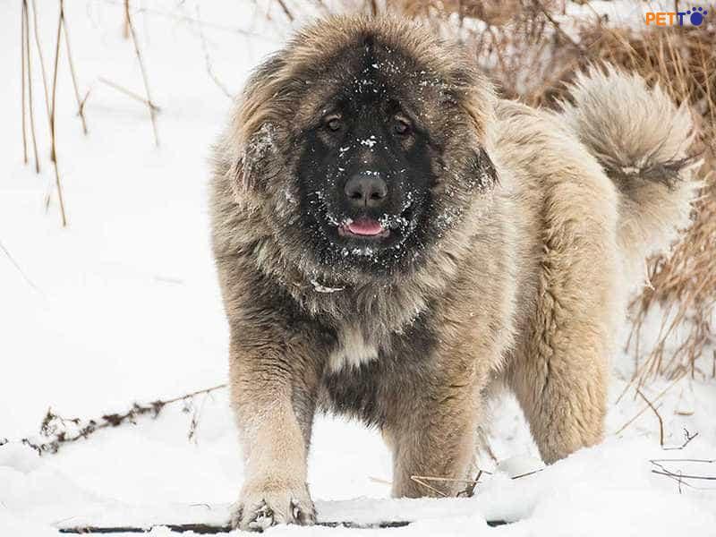 Chó Caucasian được nuôi chủ yếu cho sức mạnh và khả năng bảo vệ