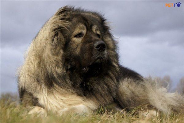 Chó Caucasian là một loài chó thuộc nhóm chó sức mạnh và lớn