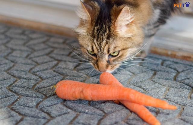 Cà rốt có chứa nhiều vitamin và khoáng chất cần thiết để giúp mèo của bạn có một sức khỏe tốt hơn.