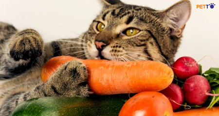 Cà rốt là một trong những thực phẩm bổ dưỡng và lành mạnh nhất cho mèo của bạn.