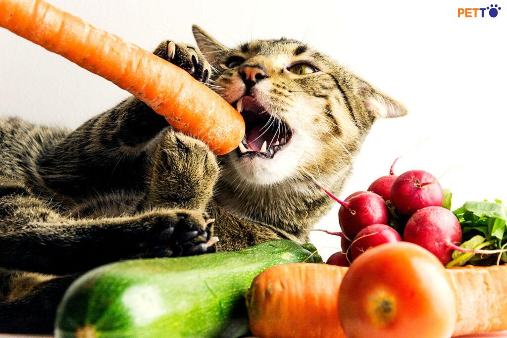 Cà rốt có nhiều chất dinh dưỡng và khoáng chất cần thiết để hỗ trợ sức khỏe của mèo của bạn.