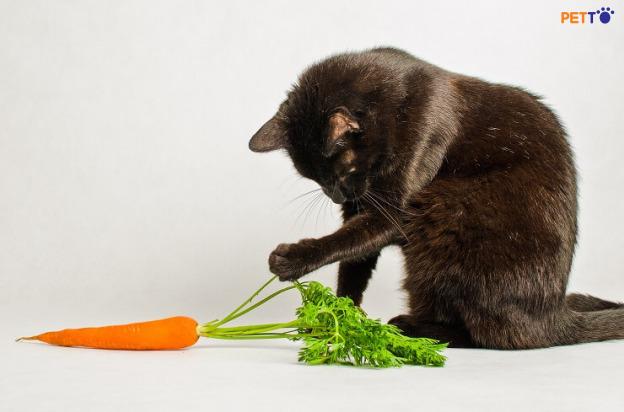 Cà rốt có thể được thêm vào món ăn của mèo bạn như một phần ăn bổ sung hoặc có thể được sử dụng như một món ăn độc đáo.