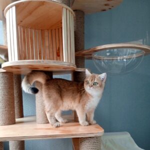 Nhà cây cho mèo khổng lồ độc đáo CBCH035