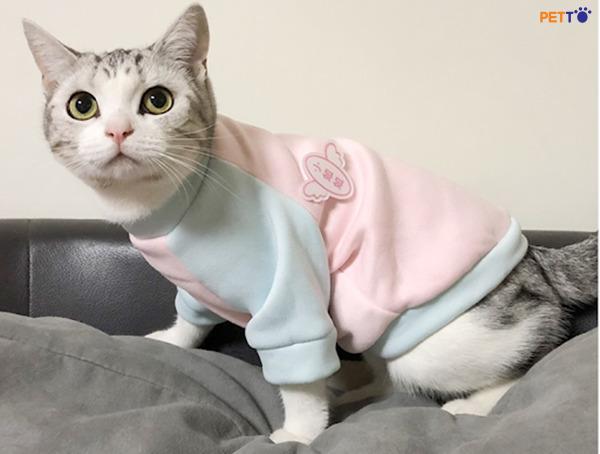 Chất liệu tốt nhất để làm quần áo cho chó mèo