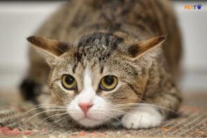 10 bước cơ bản để chăm sóc mèo của bạn