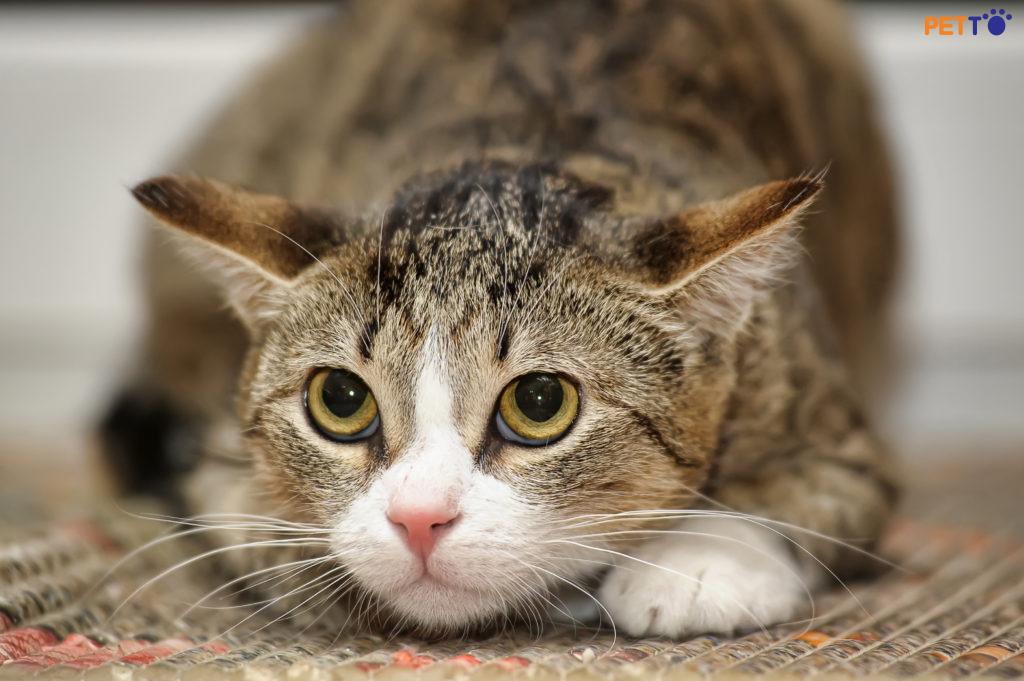 10 bước cơ bản để chăm sóc mèo của bạn