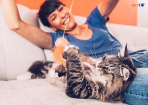 Cách giúp mèo cảm thấy an toàn và hạnh phúc