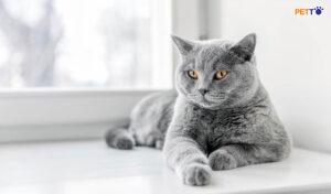 Cách Tốt Nhất Để Huấn Luyện Mèo Của Bạn