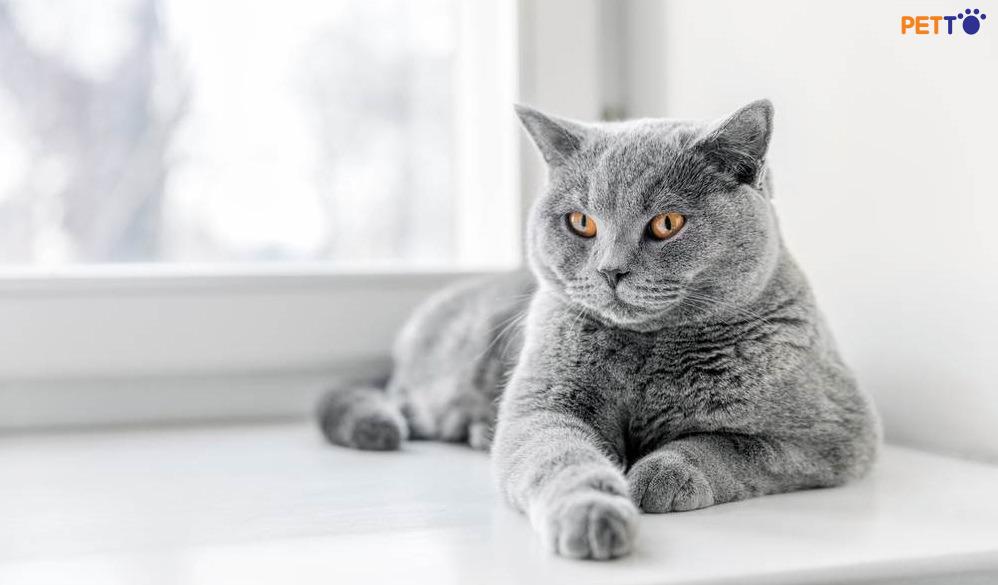 Cách Tốt Nhất Để Huấn Luyện Mèo Của Bạn