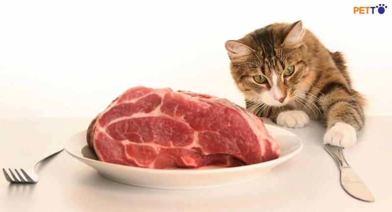 Chọn thịt bò sống cho mèo có thể là một thử thách đối với những người chưa có kinh nghiệm.