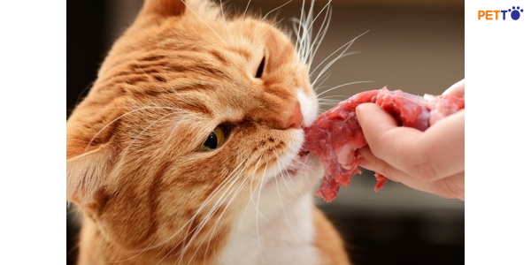 Mèo vốn là một loài động vật ăn thịt, nghĩa là chúng là loài ăn thịt là chủ yếu