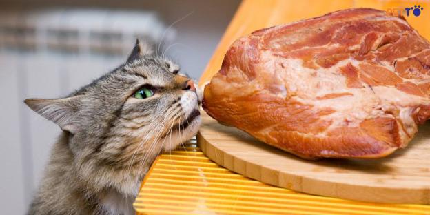 Mèo ăn thịt heo sống có được không là câu hỏi thắc mắc của nhiều người