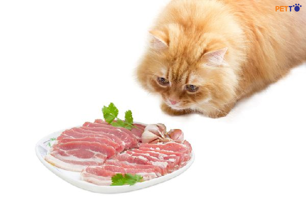 Thịt lợn là loại thịt ít phổ biến hơn trong thức ăn cho mèo, nhưng lại là lựa chọn tuyệt vời để cho mèo ăn. 