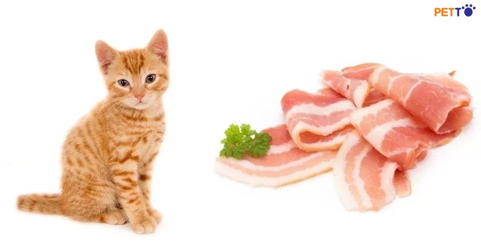 Ngoài thịt sống, thịt lợn nấu chín là một lựa chọn lành mạnh, an toàn cho mèo. 