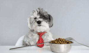 Cách để giải quyết vấn đề cún Poodle biếng ăn