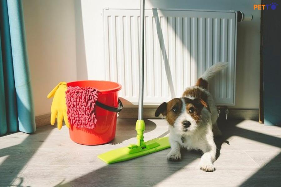 Cách Giảm Mùi Hôi Chó Mèo Trong Nhà Hiệu Quả