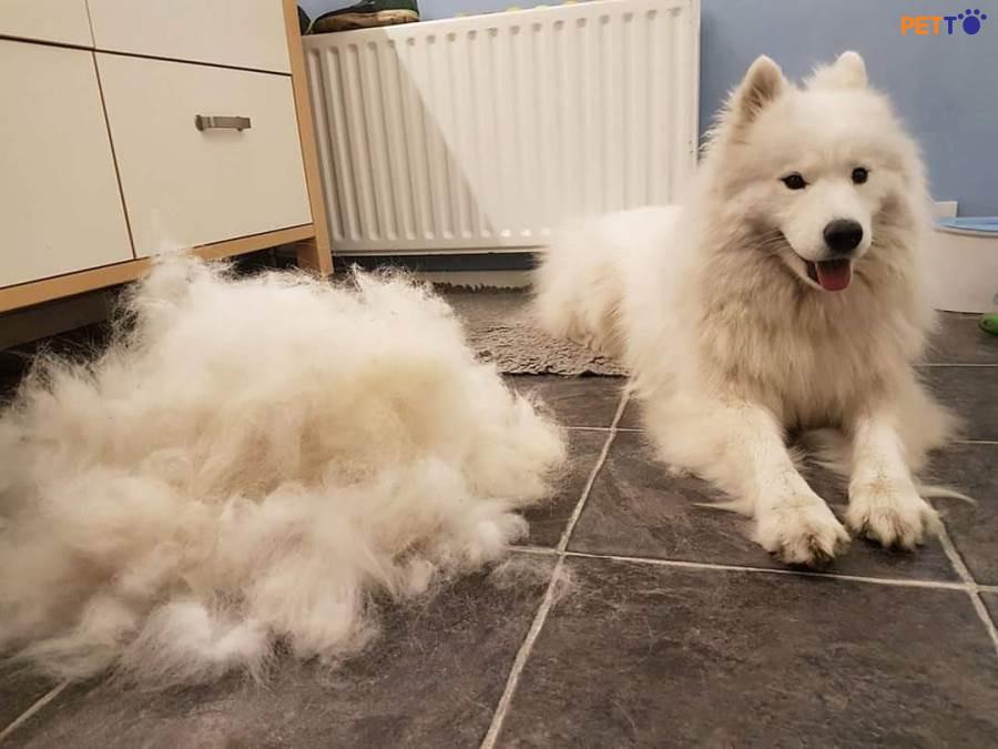 Chó có thay lông? hãy tìm hiểu về thời kì thay lông của chúng!