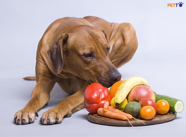 Tại sao chó mèo của bạn không nên ăn chay?