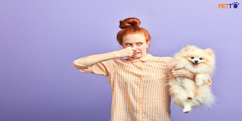 Cách Giảm Mùi Hôi Chó Mèo Trong Nhà Hiệu Quả