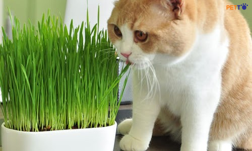 Cách chọn loại cỏ phù hợp cho mèo