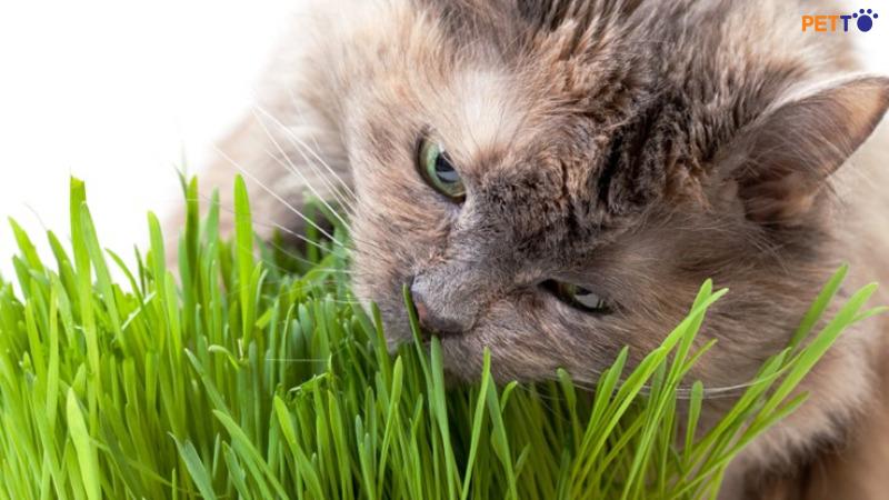 Cách chọn nơi trồng cỏ cho mèo