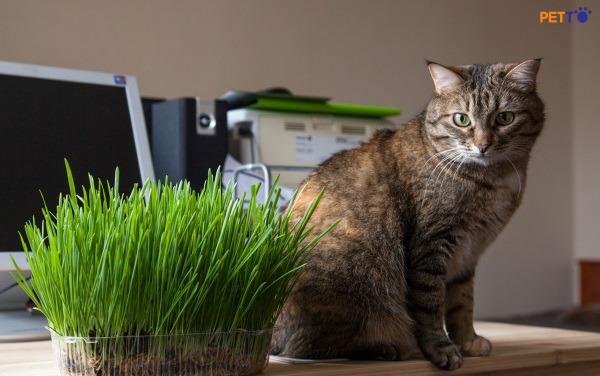 Cách chọn thời điểm trồng cỏ cho mèo