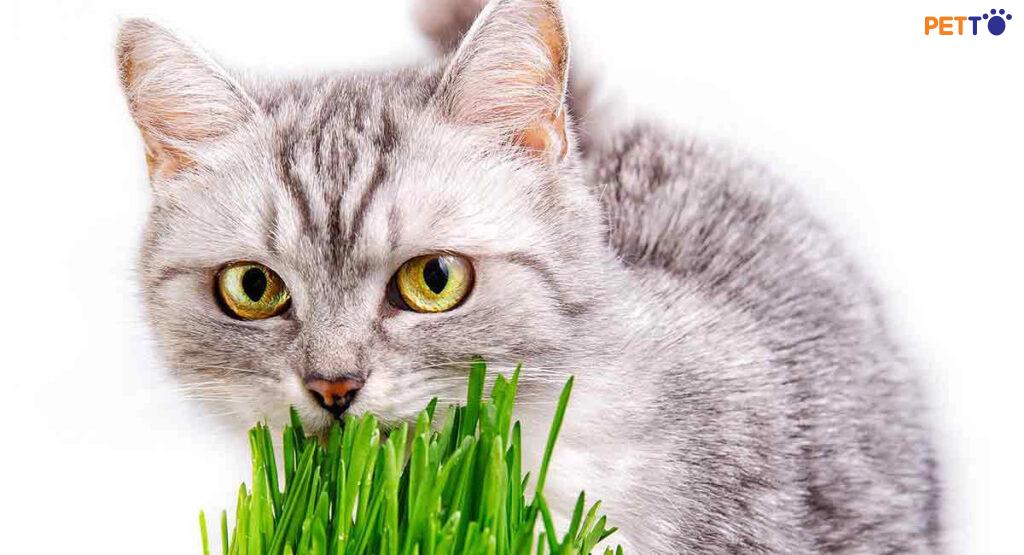 Cách bảo quản cỏ trồng cho mèo