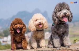 Chó Poodle lai khác với thuần chủng ở điểm nào?