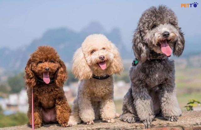Chó Poodle lai khác với thuần chủng ở điểm nào?