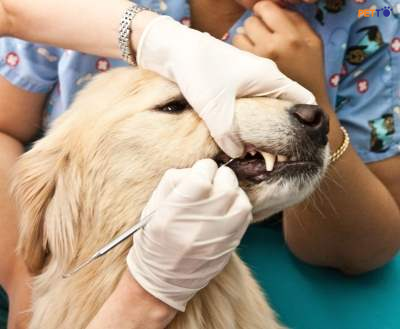 Cạo vôi răng cho chó để đảm bảo vệ sinh cho thú cưng và người