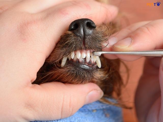 Cần cạo vôi răng cho chó thường xuyên để đảm bảo sức khỏe răng miệng